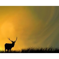 The Pricing Propheteer: The deer now have guns