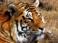 Taming the tigers: Asian tourism's two-way street