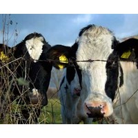 How innovation revitalised a dairy company