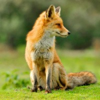 Cybersecurity: Time to think like a fox to fend off the hedgehogs