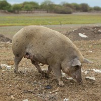 Maggie Beer’s daughter roasted over pork claims