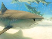 How to stay safe from the property sharks