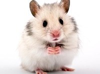 Hamster with your Hawaiian? Pizza Hut in damage control after franchise offers “small animals” with pizza deal