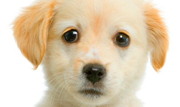 Dog food brand Purina accused of killing thousands of dogs in US lawsuit