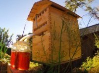 Record-breaking Aussie beekeeper entrepreneurs return to Indiegogo as production begins in Queensland