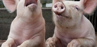 Watchdog orders pork producers not to tell porkies about free range products