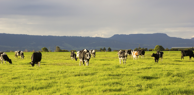 dairy platfarm farmers