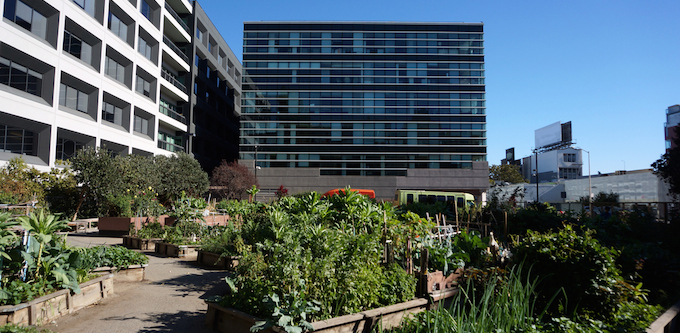 community garden food sharing