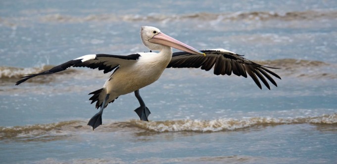 pelican feeder dismissal