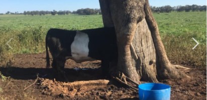 NSW border-impacting-farmers