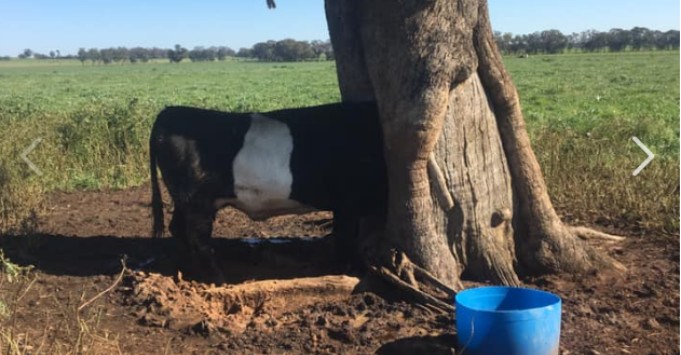 NSW border-impacting-farmers