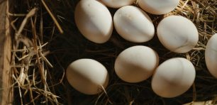 eggs