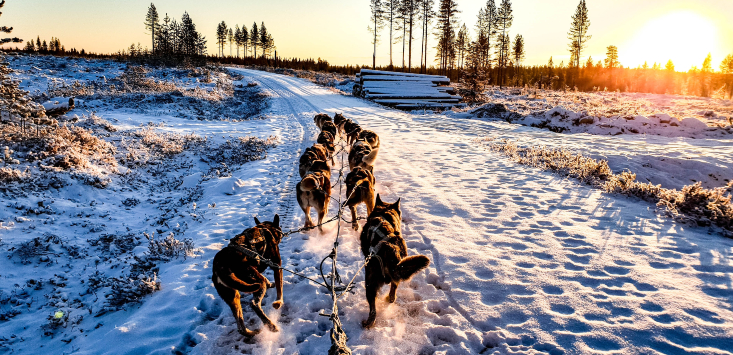 dogs pulling sled in the arctic