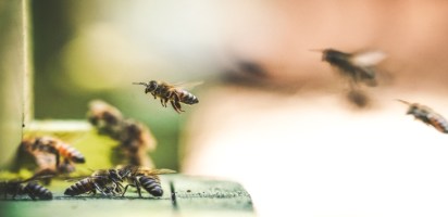 tracking bees